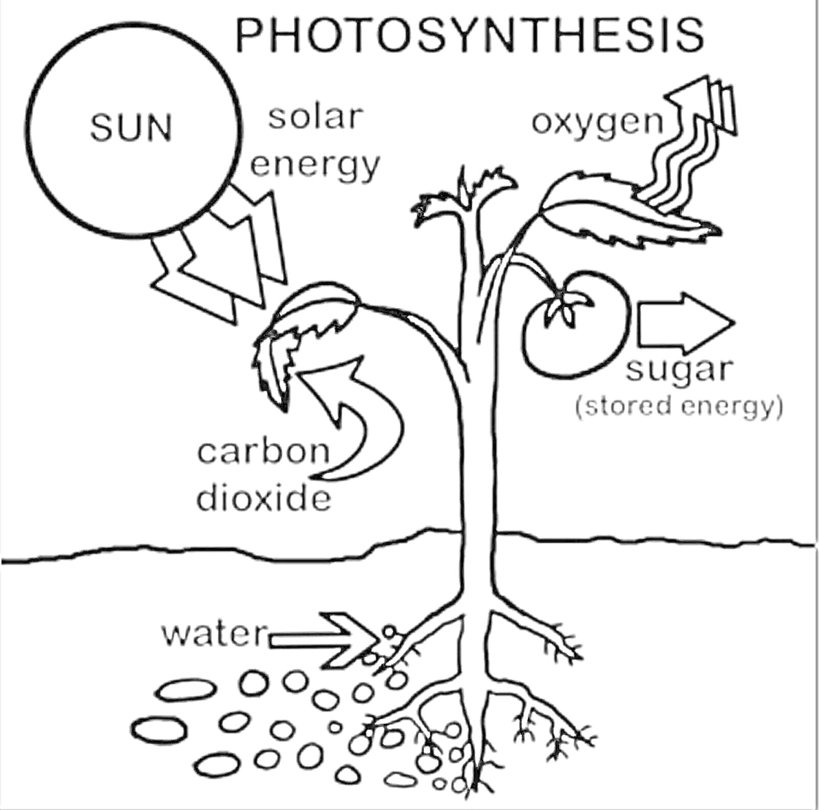На раскраске изображено: Фотосинтез, Углекислый газ, Вода, Кислород, Сахар, Корни, Листья, Солнечный свет