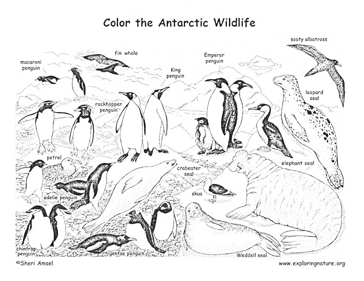 На раскраске изображено: Животные, Антарктика, Пингвины, Императорский пингвин, Морской леопард