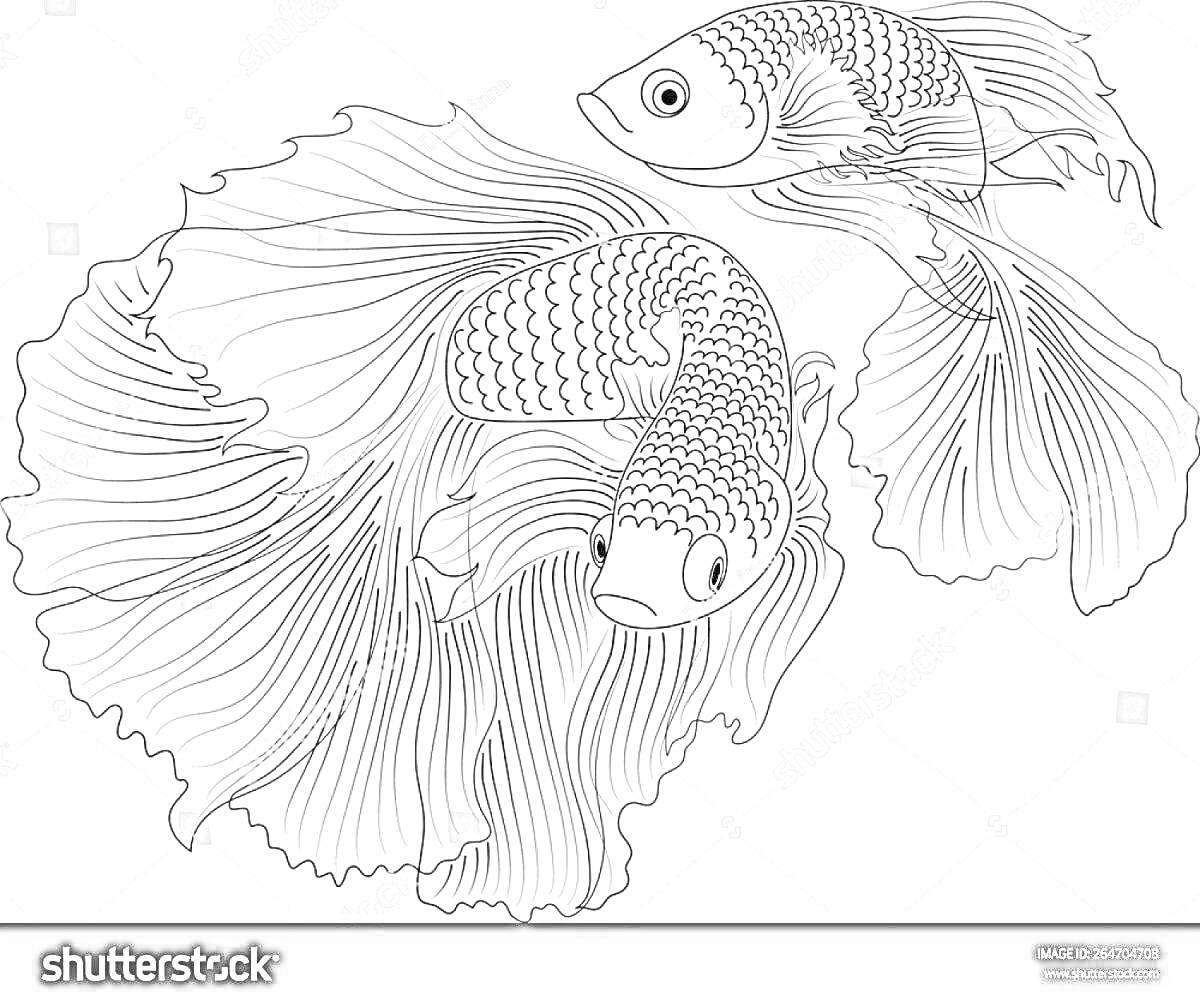 Раскраска с двумя рыбками петушками с пышными плавниками