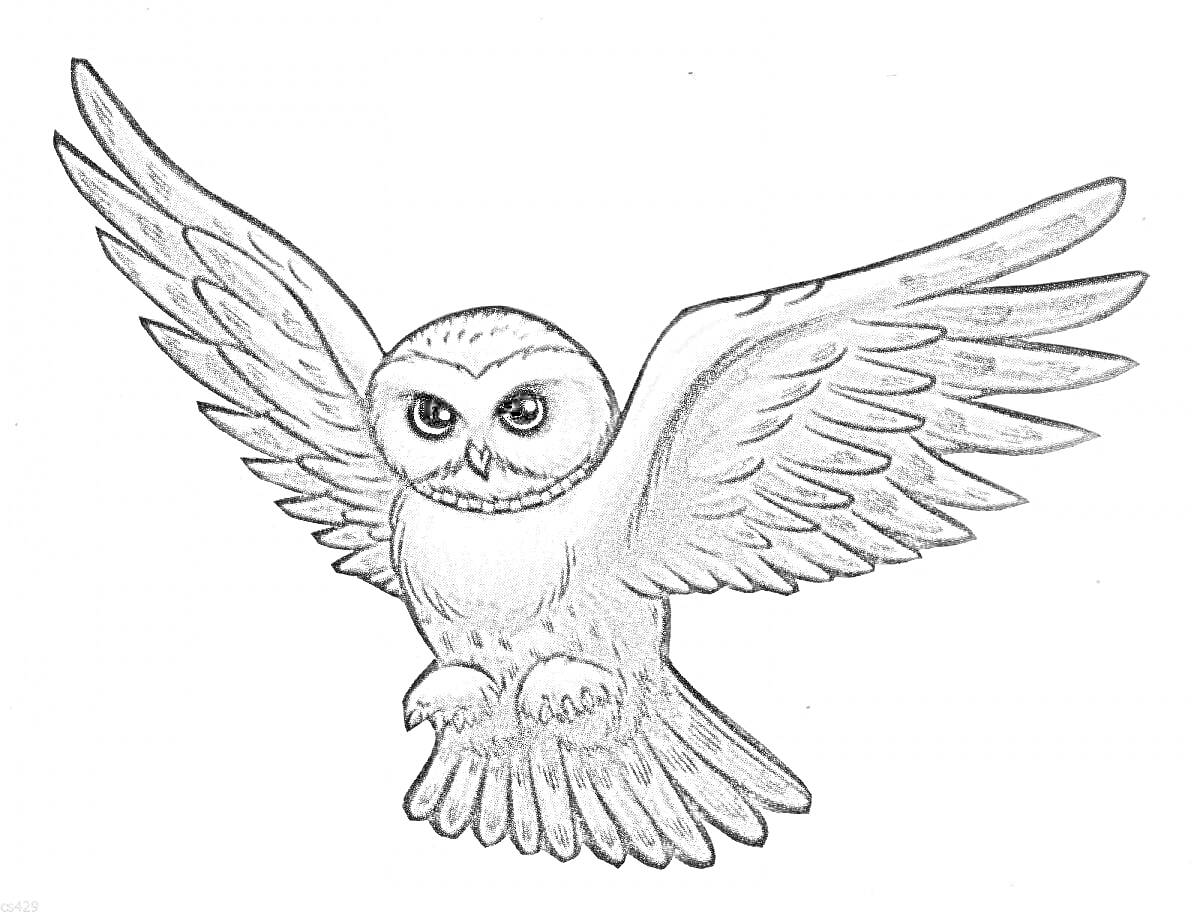 Раскраска Цветная картинка из Гарри Поттера - Букля, сидящая с распростертыми крыльями