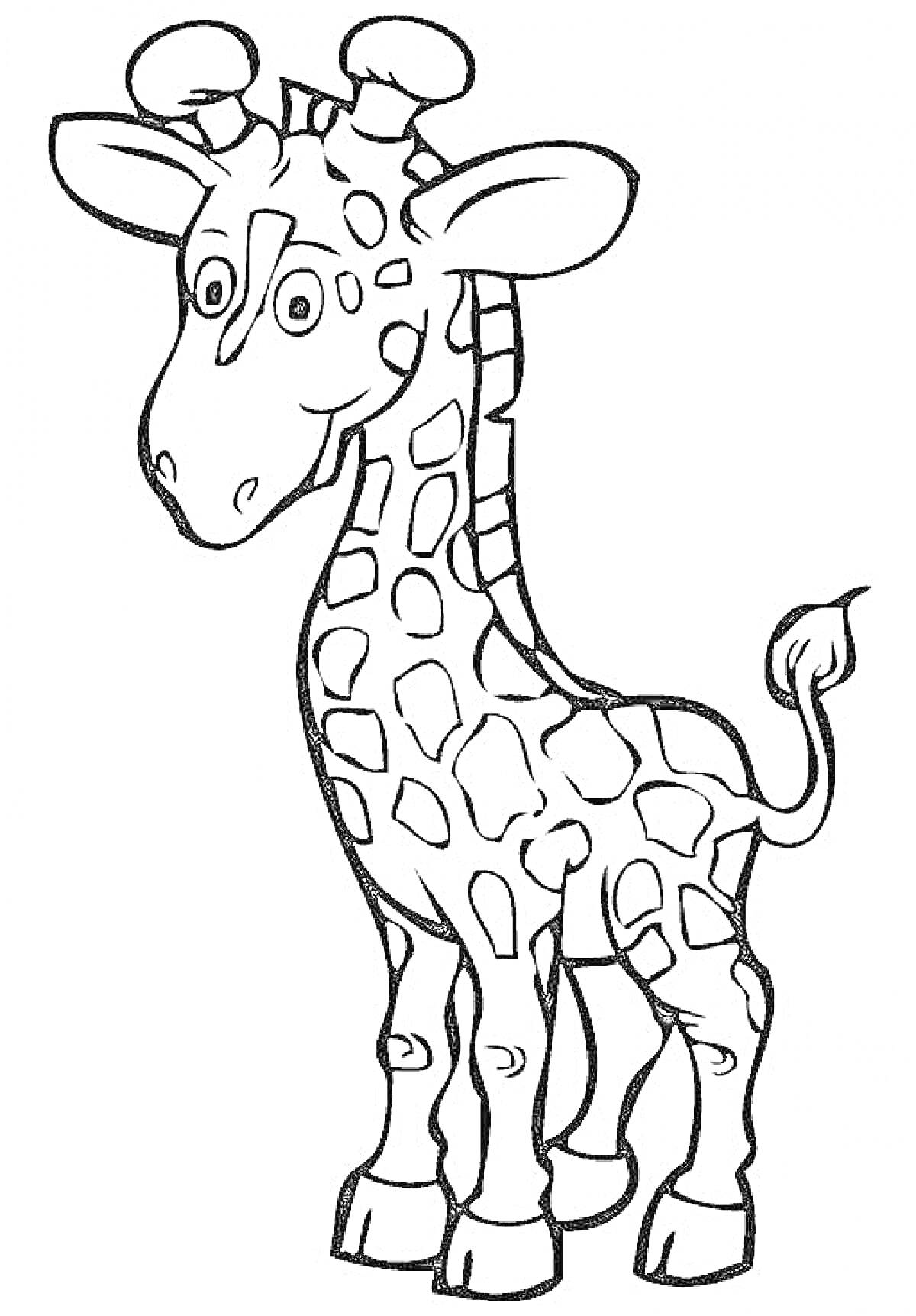 Раскраска Жираф стоящий, крупные пятна на теле