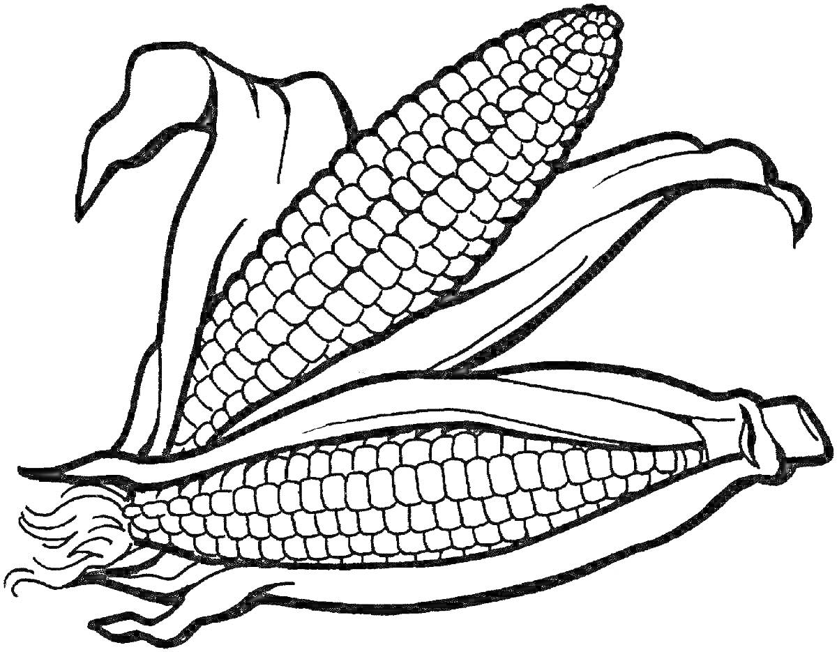 Раскраска Два качана кукурузы с листьями