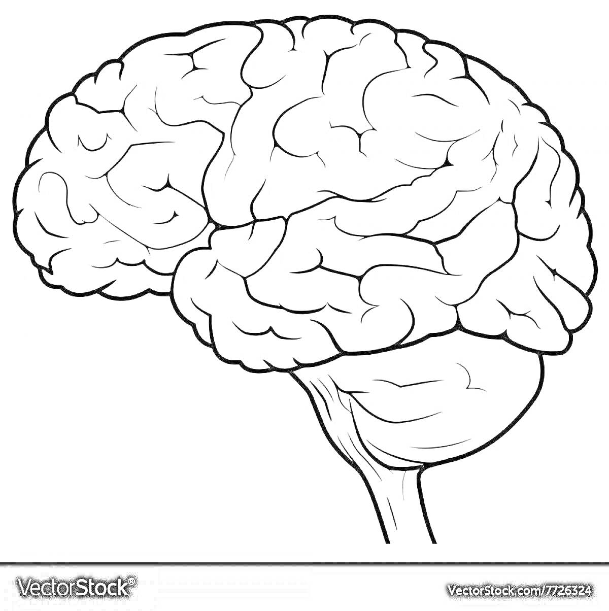 На раскраске изображено: Мозг, Головной мозг, Анатомия, Образовательный материал