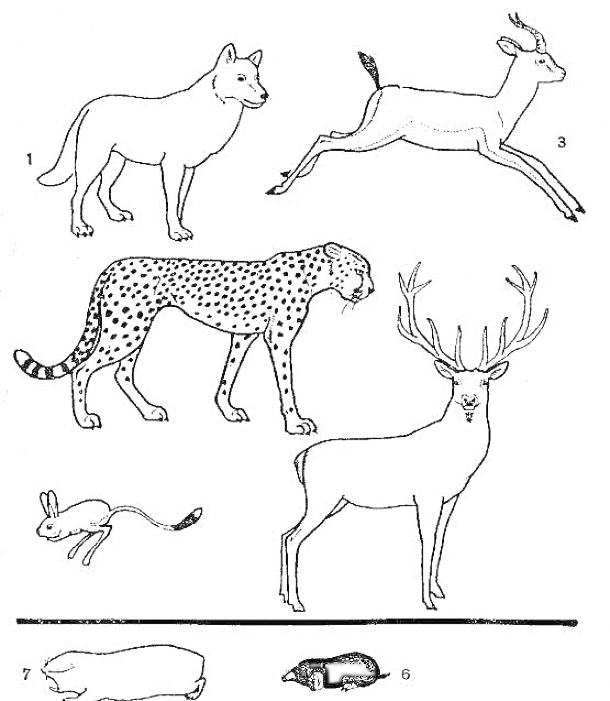 На раскраске изображено: Волк, Антилопа, Гепард, Олень, Тушканчик, Крот, Барсук, Млекопитающие, Дикие животные
