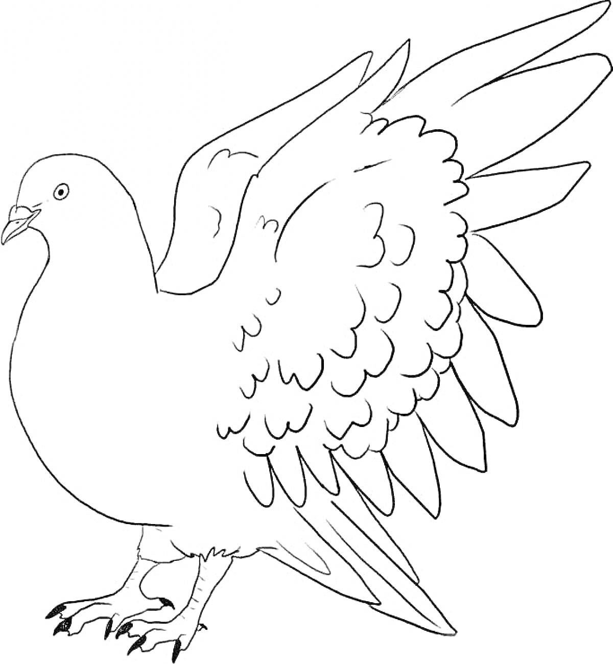 На раскраске изображено: Птица, Расправленные крылья, Перья, Клюв, Ногти, Обводка, Голуби, Контурные рисунки