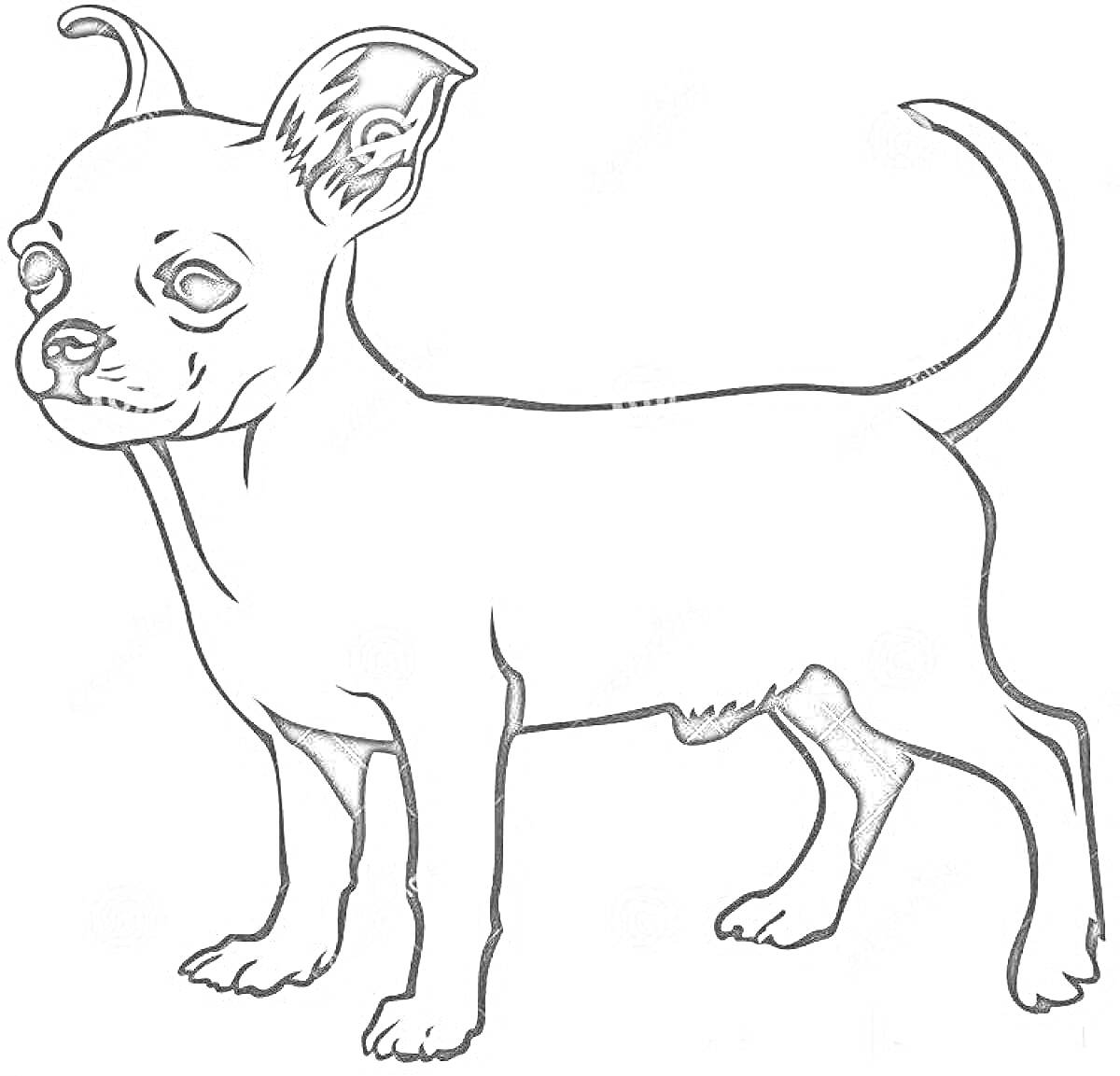 На раскраске изображено: Собака, Чихуахуа, Питомец, Профиль