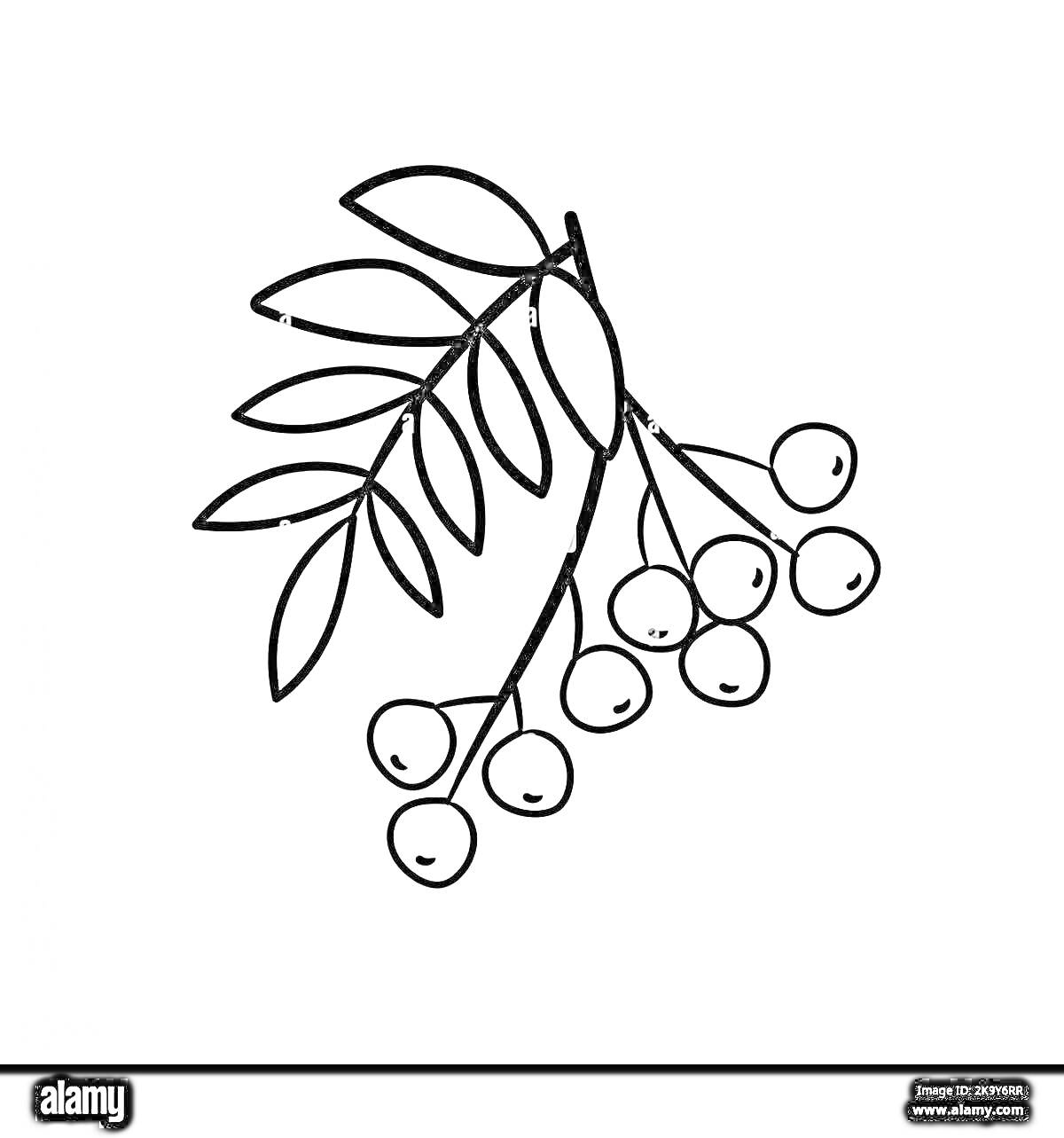 На раскраске изображено: Рябина, Листья, Ягоды, Для детей, 3-4 года, Контурные рисунки