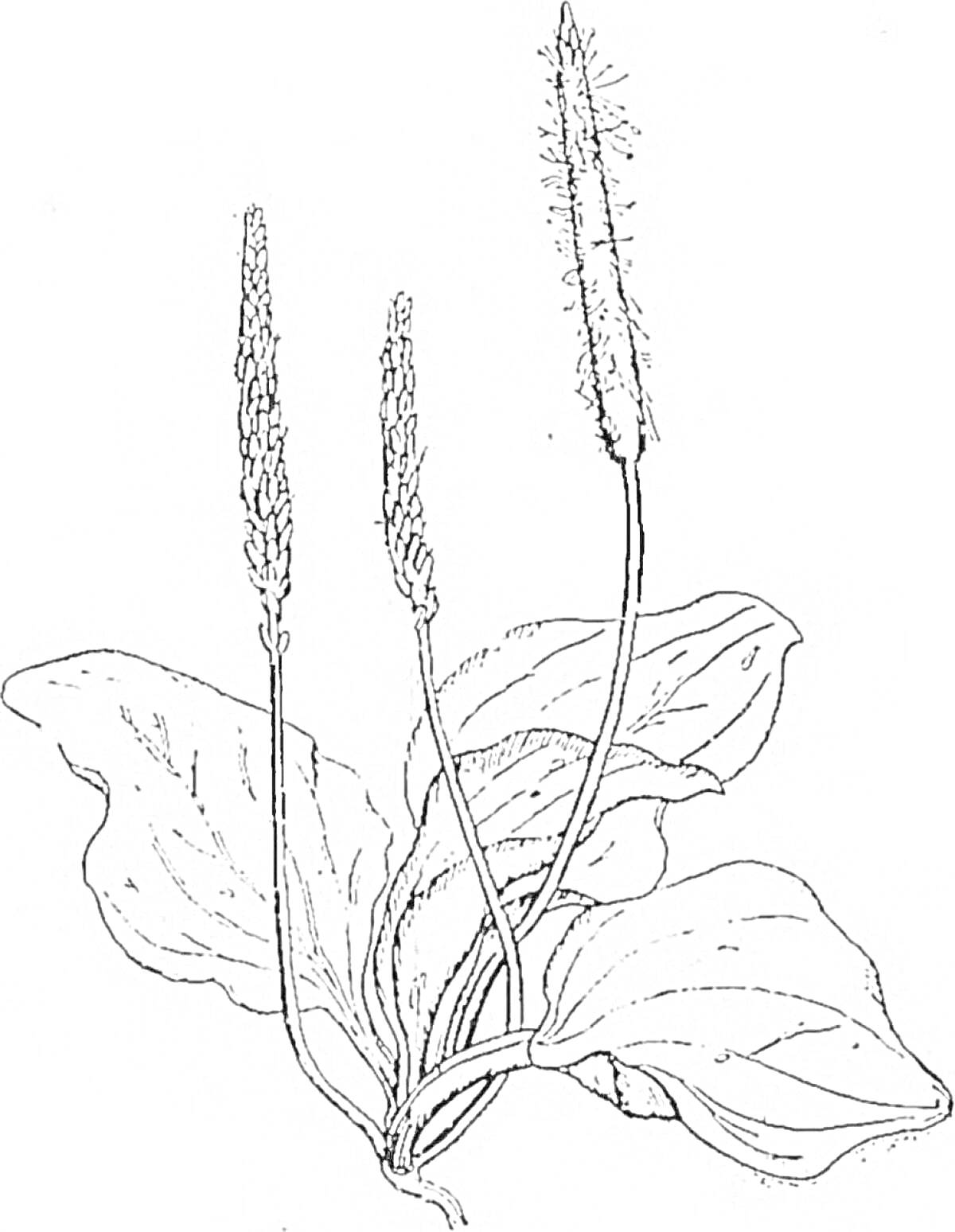 Раскраска Подорожник с тремя стеблями и листьями