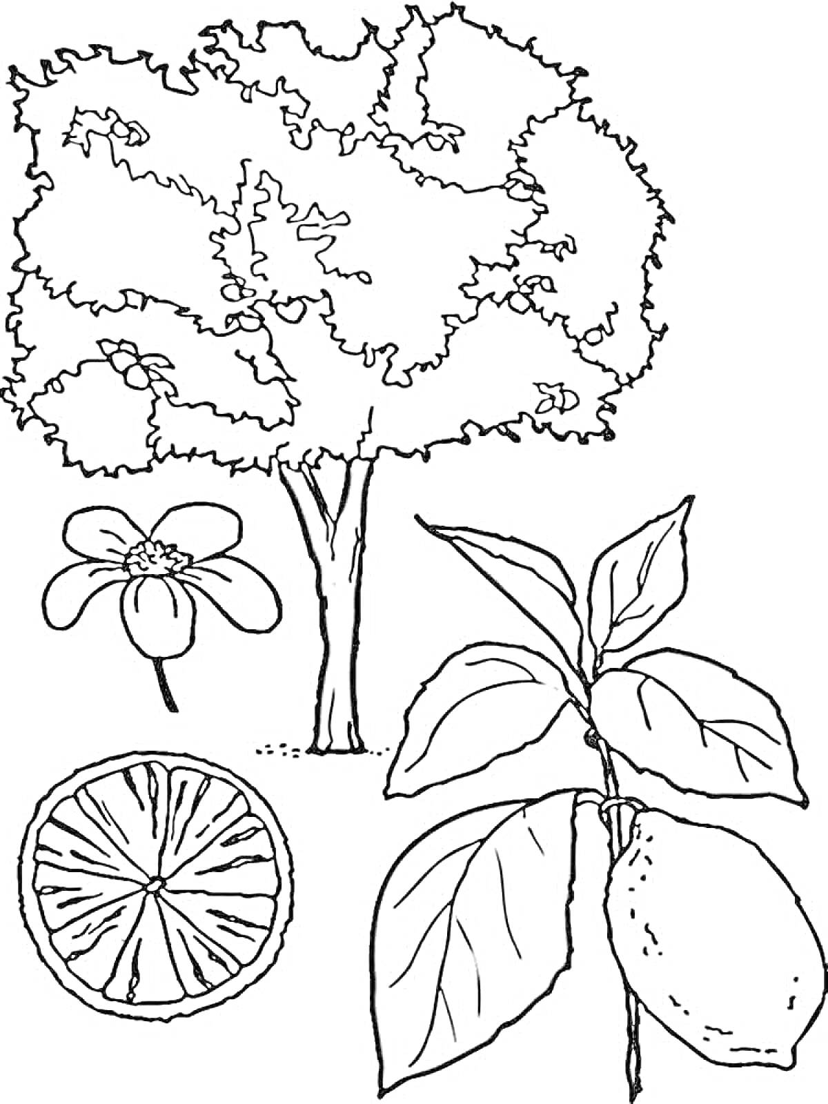 Раскраска Дерево, цветок, лимон и лимонный ломтик