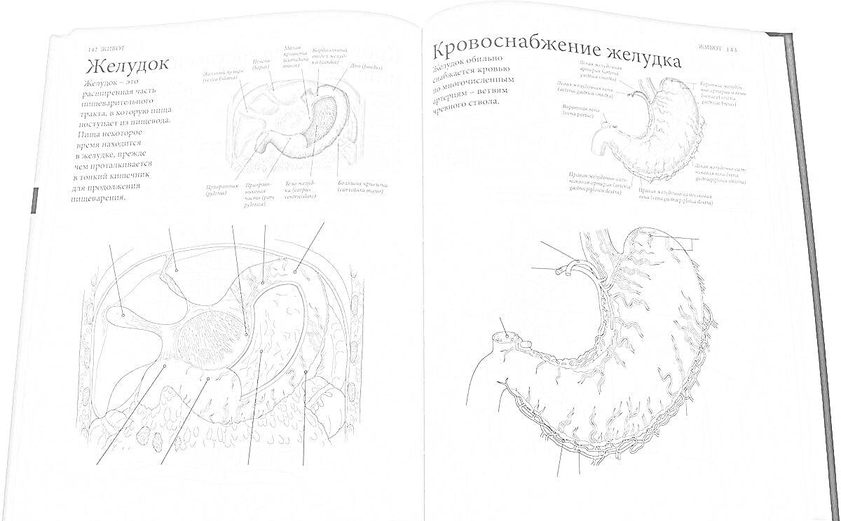 На раскраске изображено: Анатомия, Человек, Желудок, Пищеварительная система, Медицинский атлас, Учебное пособие