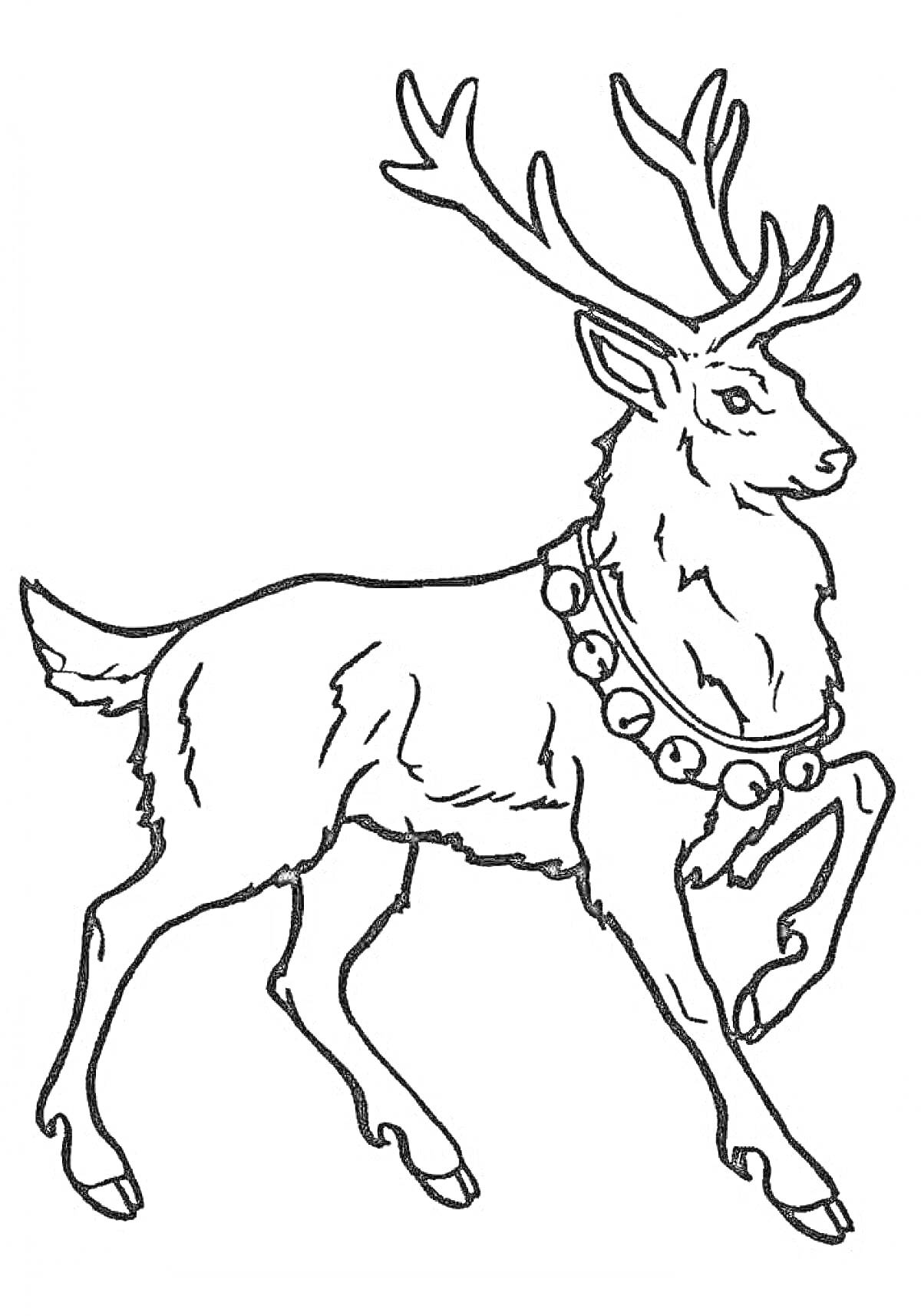 Раскраска северный олень с колокольчиком на шее