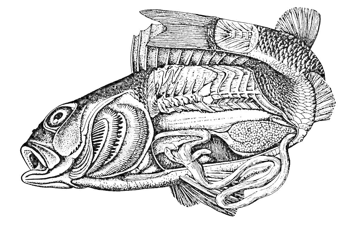 Раскраска Анатомия рыбы с внутренними органами и скелетом