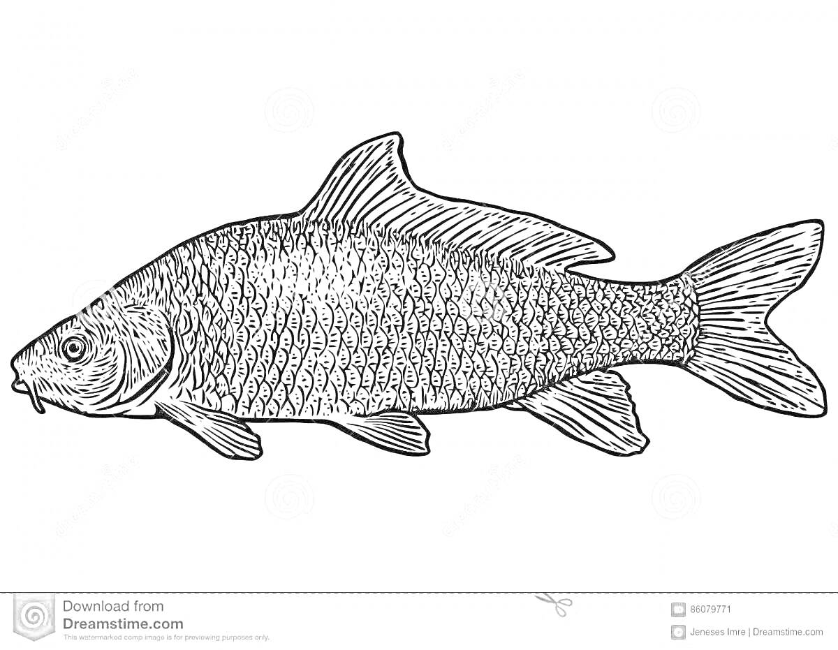На раскраске изображено: Карась, Рыба, Плавники, Чешуя, Экология, Природа, Акварель, Водные животные