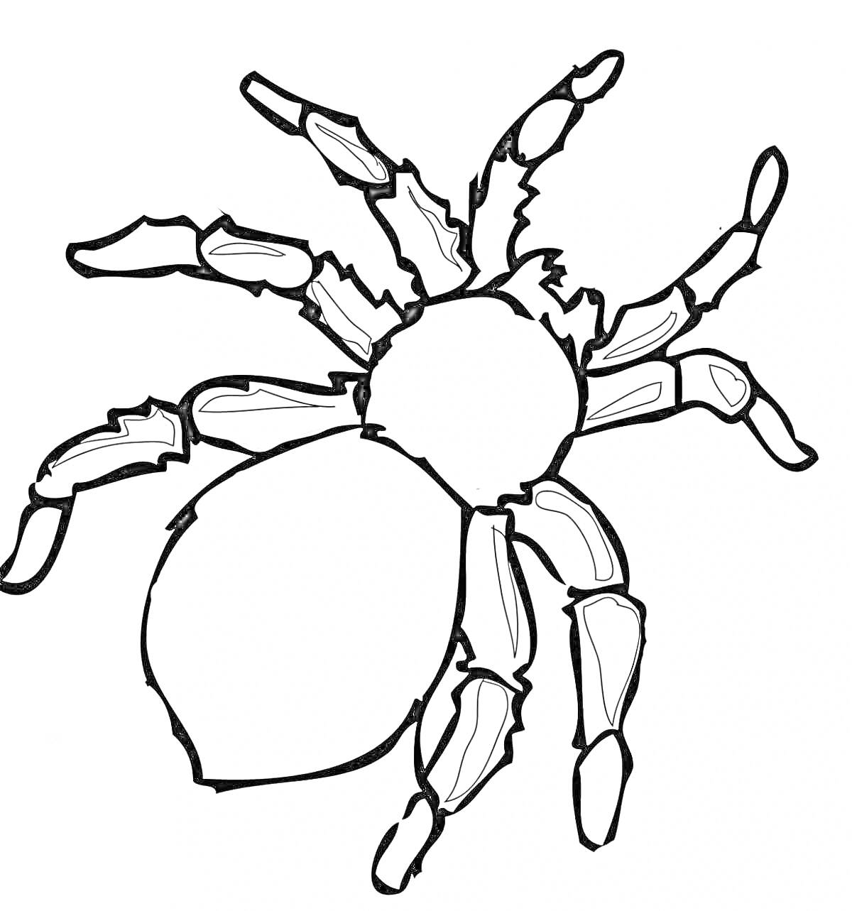Раскраска с пауком, вид сверху, восемь лап