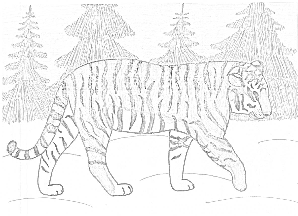 На раскраске изображено: Амурский тигр, Тигр, Лес, Хвойные деревья, Снег, Красная книга, Дикие животные, Природа, Хищники