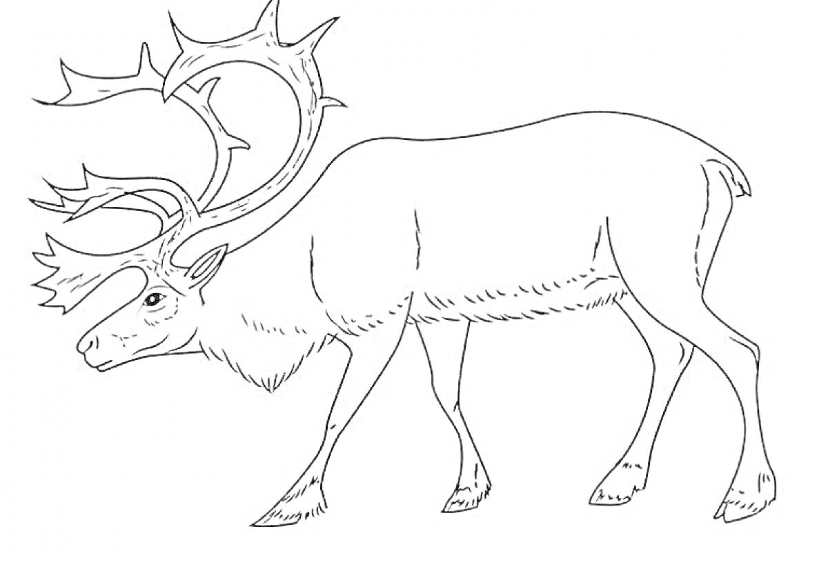 Раскраска Северный олень, стоящий на четырех ногах с большими рогами, в профиль