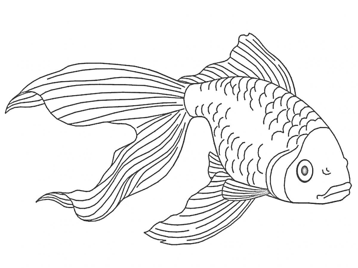 На раскраске изображено: Золотая рыбка, Рыба, Подводный мир, Развивающие игры, Контурное изображение, Для детей, Животные, Малыш, Творчество