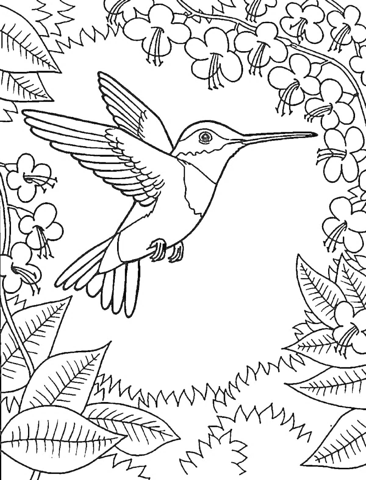 На раскраске изображено: Колибри, Птица, Цветы, Листья, Природа, Для девочек