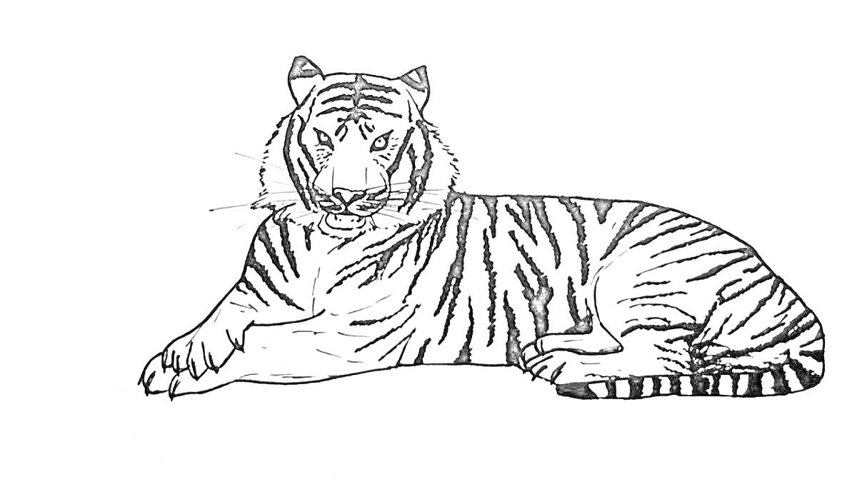 На раскраске изображено: Тигр, Амурский тигр, Животные, Дикая природа, Контурные рисунки, Хищники