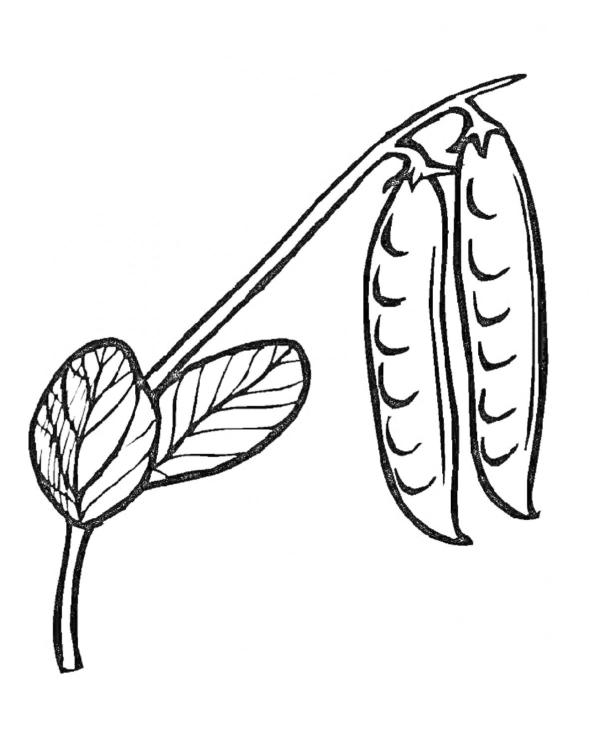 Раскраска Стебель с листьями и две стручковые бобы гороха