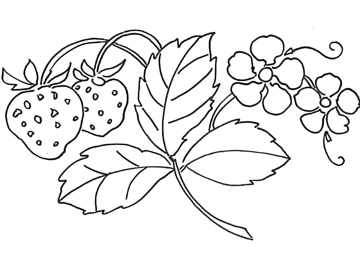 Раскраска Раскраска с изображением двух ягод земляники, одного большого листа и одного соцветия с цветками
