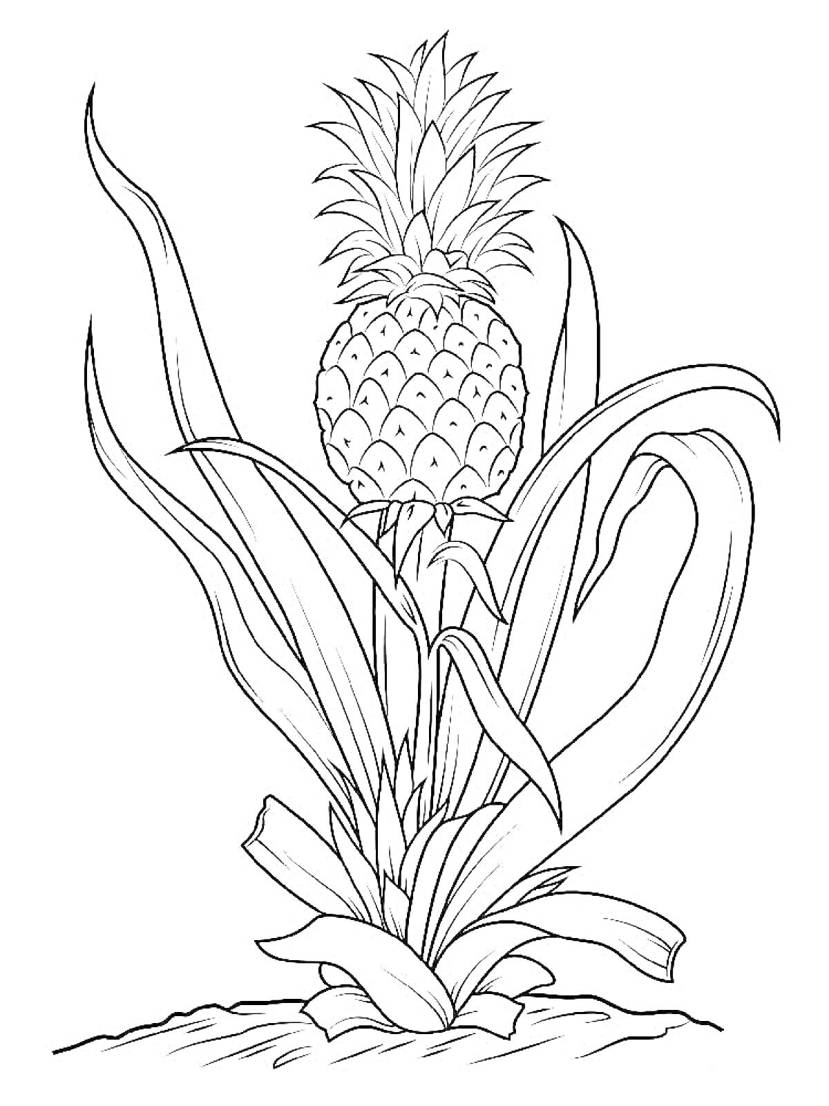 Раскраска ананасовое растение с длинными листьями