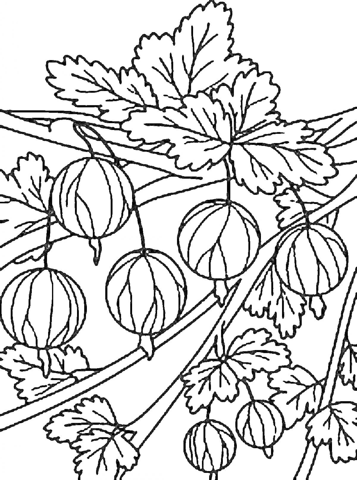На раскраске изображено: Крыжовник, Ягоды, Листья