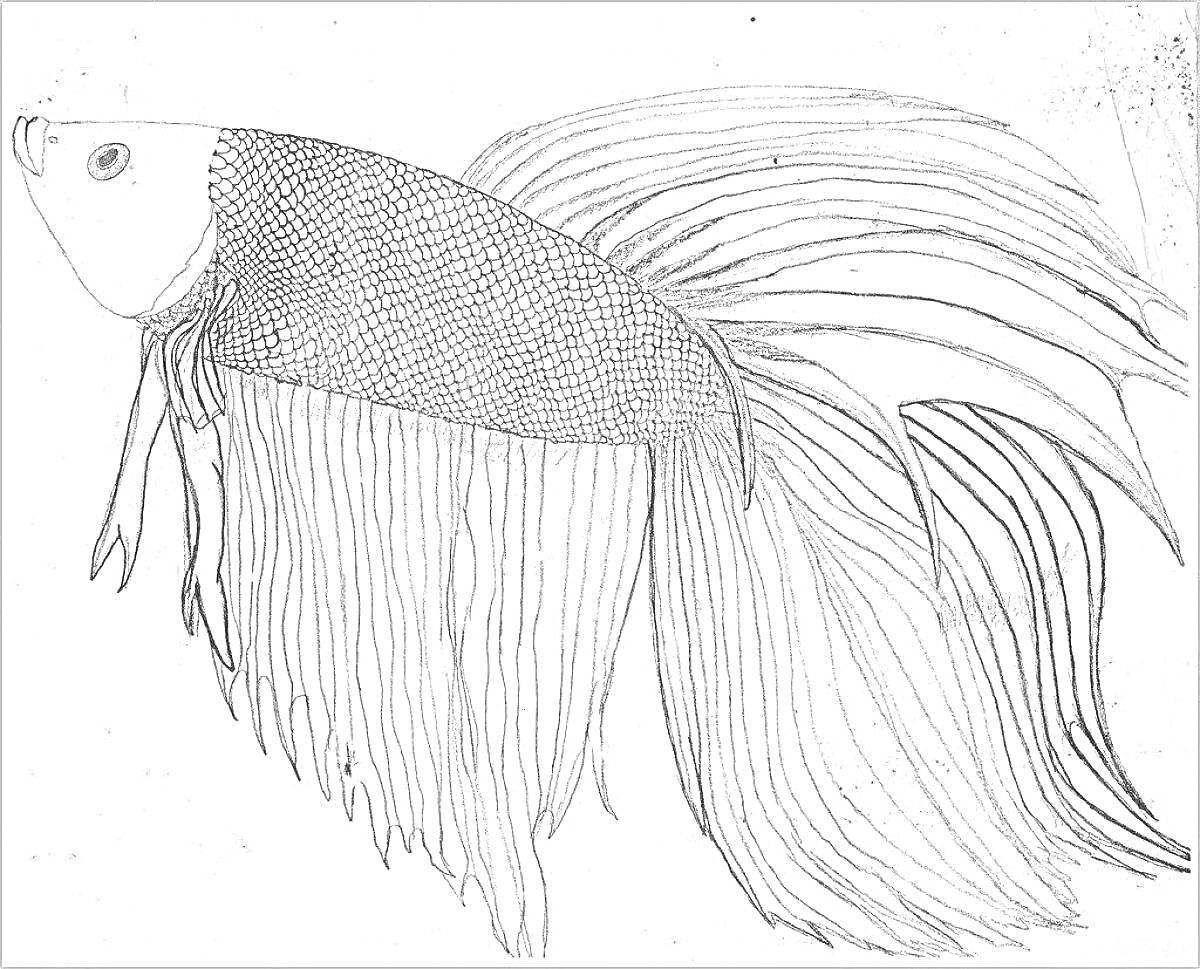 На раскраске изображено: Рыба, Длинные плавники, Чешуя