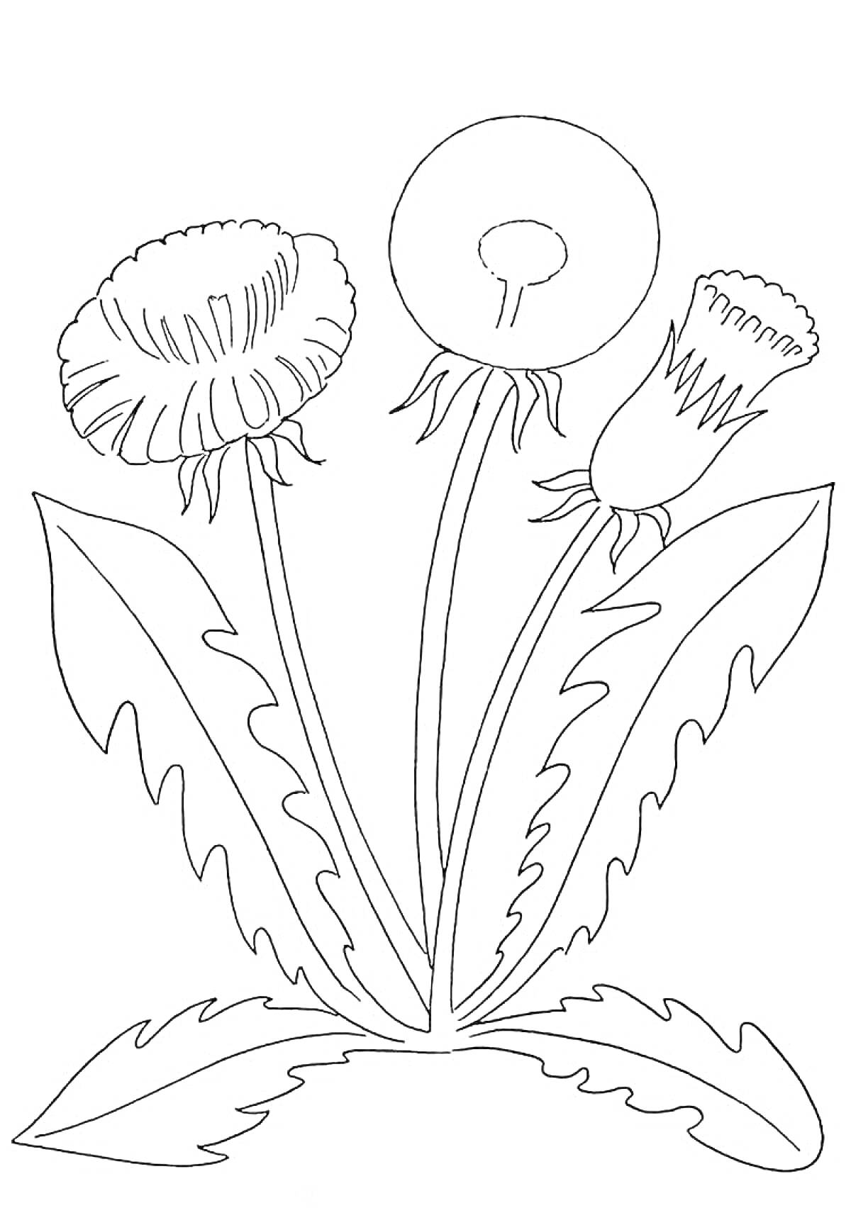 Раскраска Одуванчик с листьями и тремя стадиями цветка: бутон, распустившийся цветок и пушистое семя