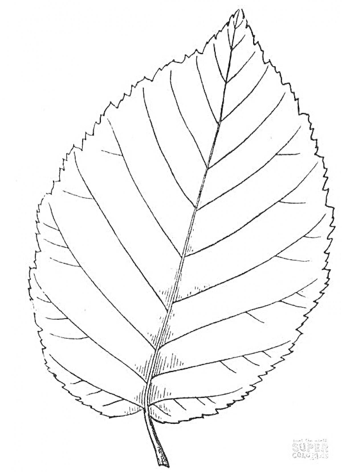 Раскраска Контур листа березы с прожилками