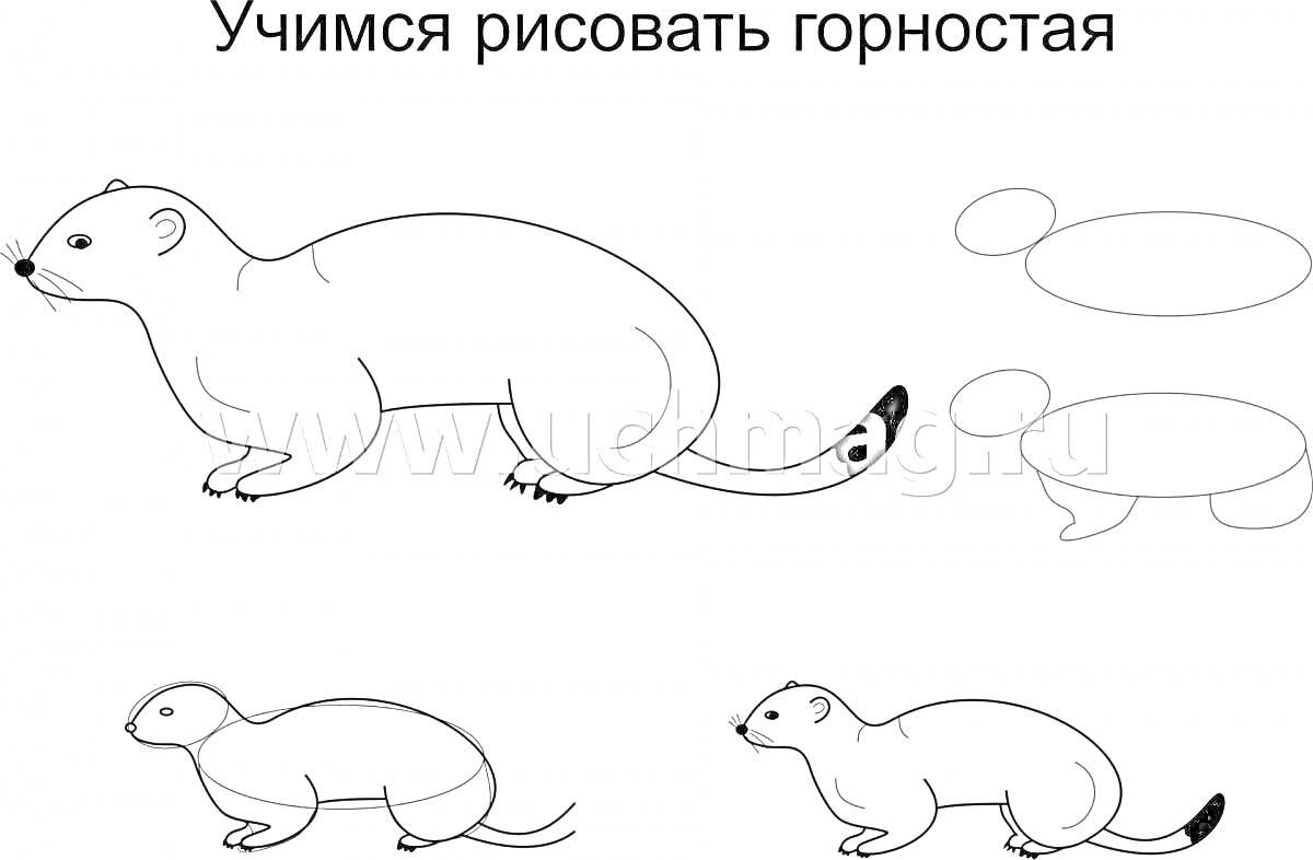 РаскраскаИнструкция по рисованию горностая для детей