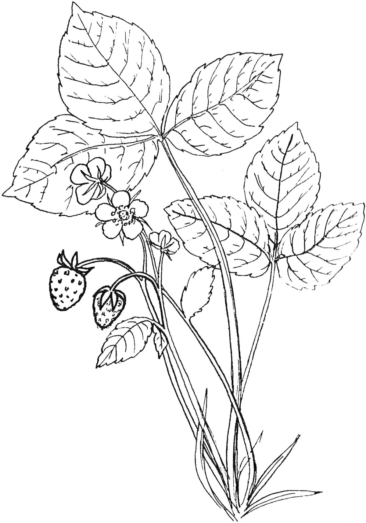 На раскраске изображено: Земляника, Лекарственные растения, Ягоды, Цветы, Листья, Ботаника, Природа