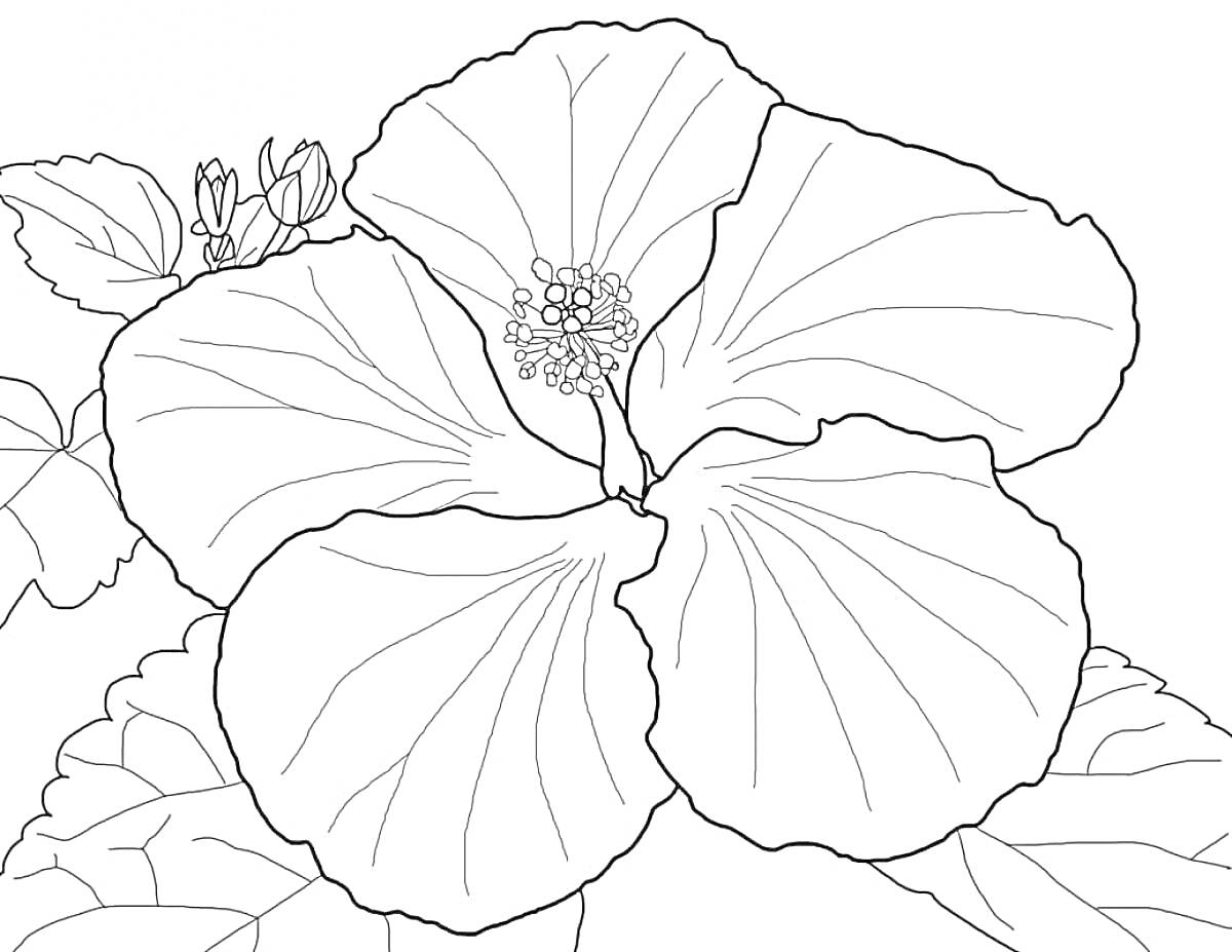 Раскраска Крупный цветок в окружении листьев и бутонов