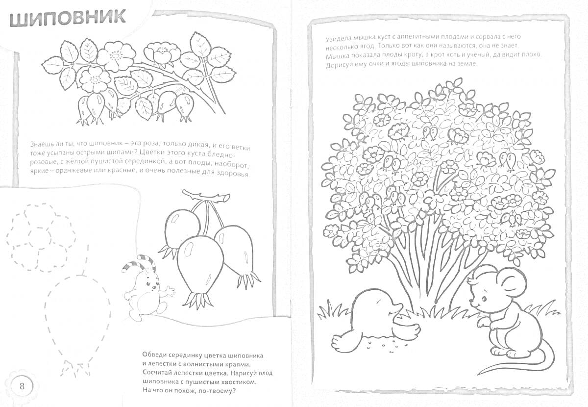Раскраска Шиповник - куст с цветами и ягодами, утка, мышь, контур ягоды, контур улитки, поясняющий текст