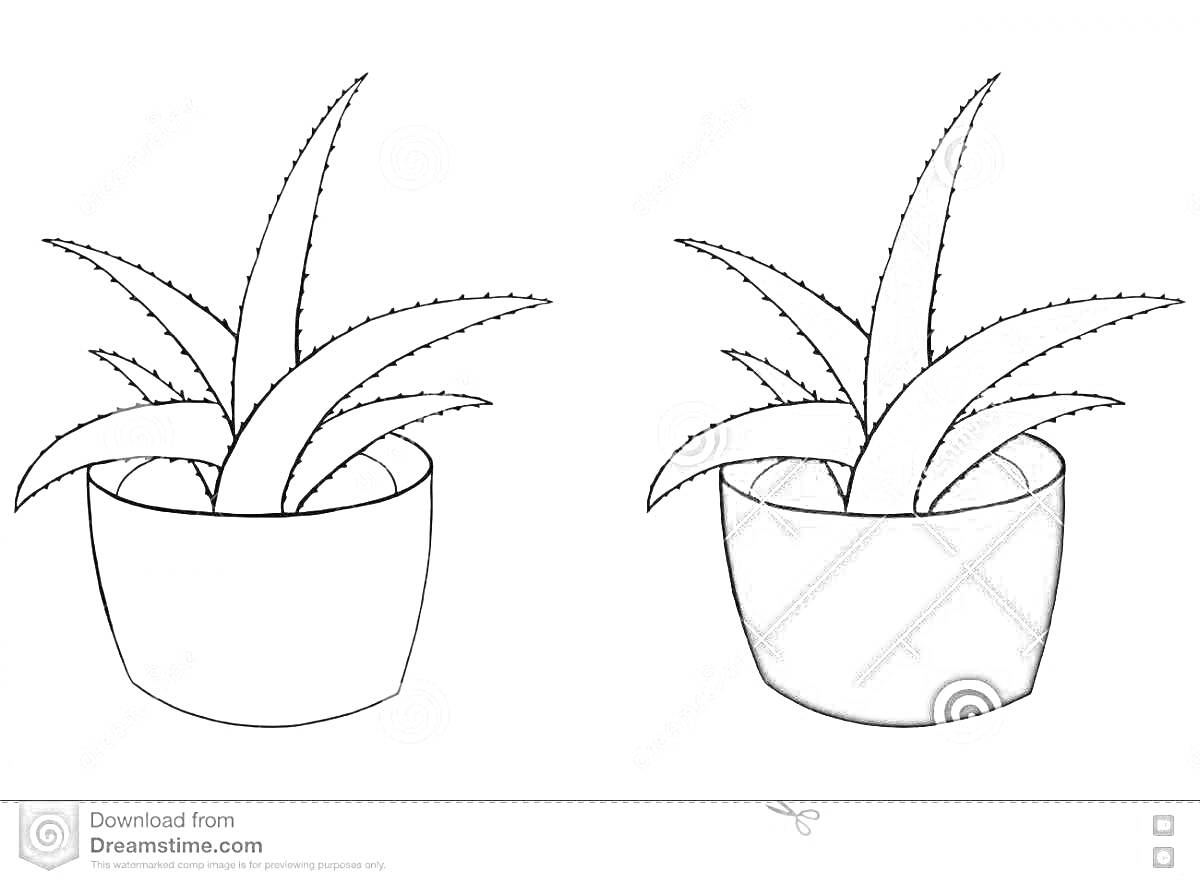 Раскраска Алоэ в горшке - одно черно-белое, одно раскрашенное
