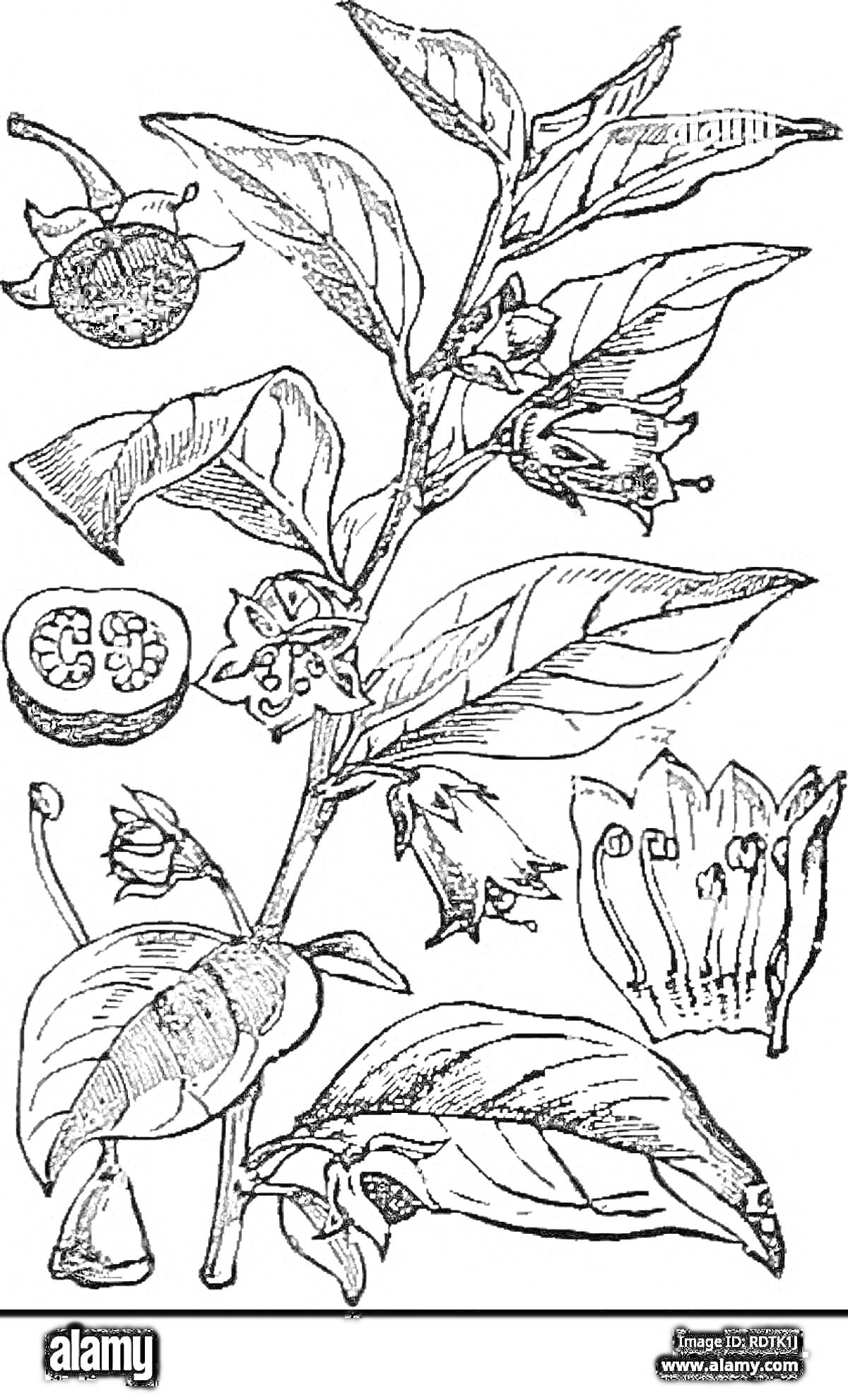 На раскраске изображено: Ягоды, Цветы, Листья, Ботаника, Растения