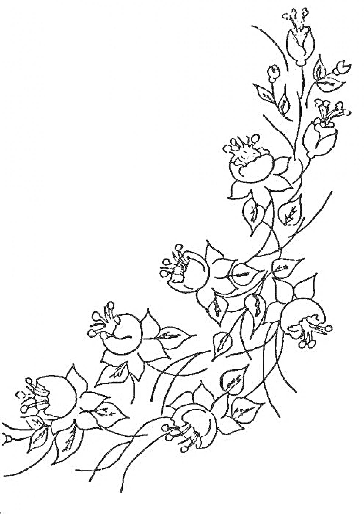 На раскраске изображено: Цветы, Листья, Растения, Ботаника