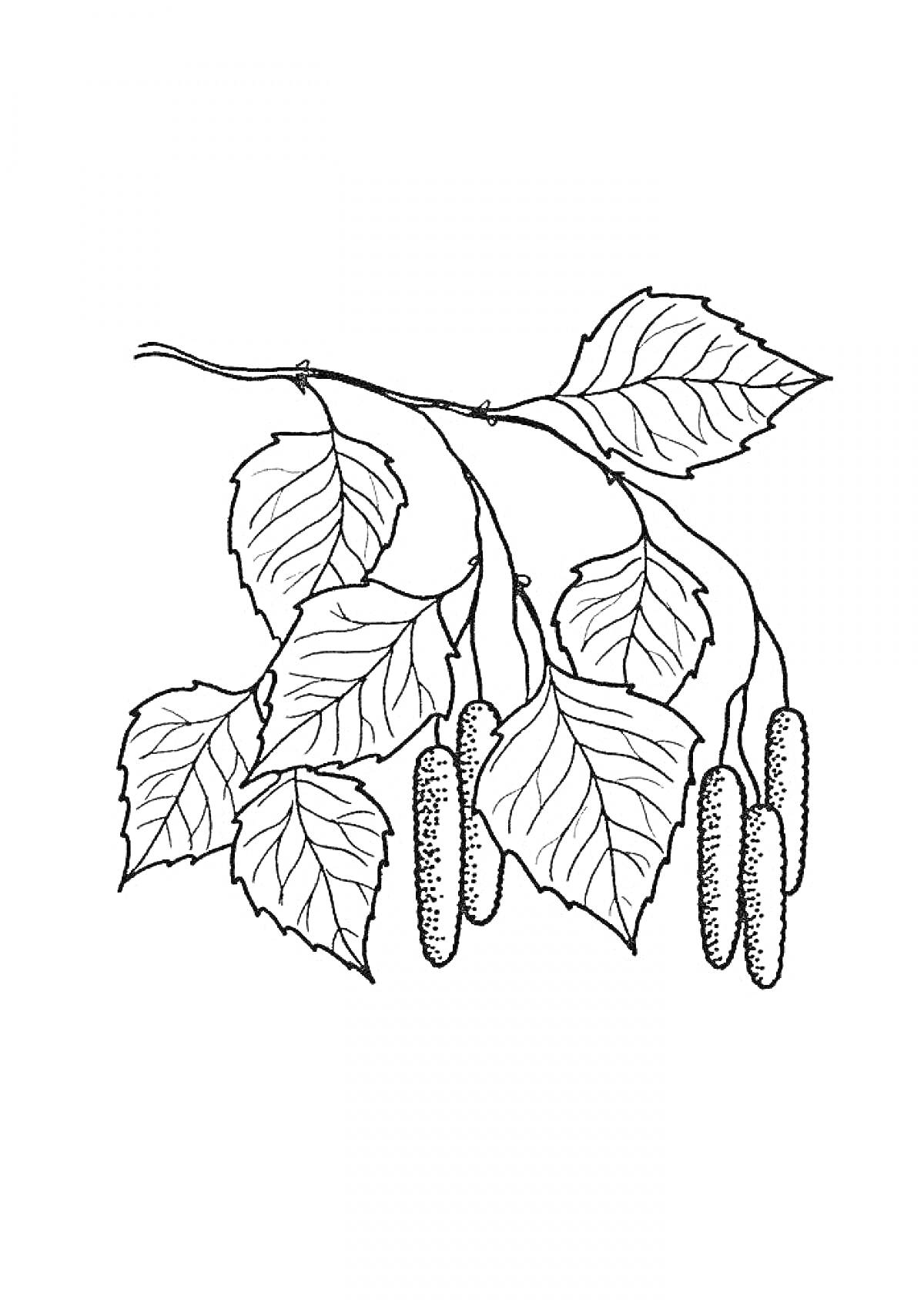 Раскраска Ветка березы с листьями и сережками