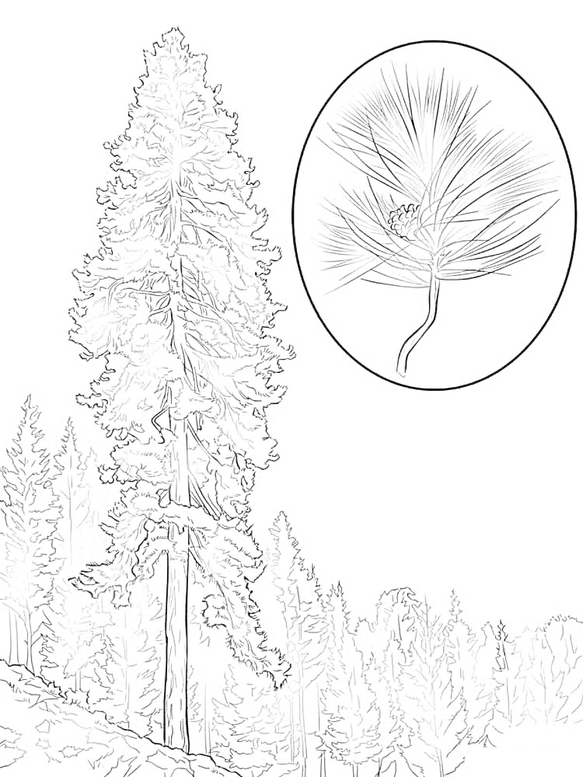 Раскраска Высокое дерево на склоне с видом на лес и увеличенным изображением хвои