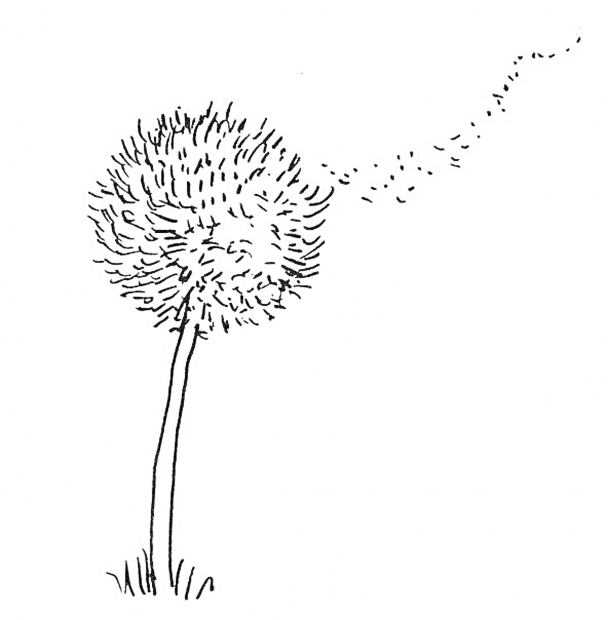 Раскраска Одуванчик на стебле с улетающими семенами на фоне травы