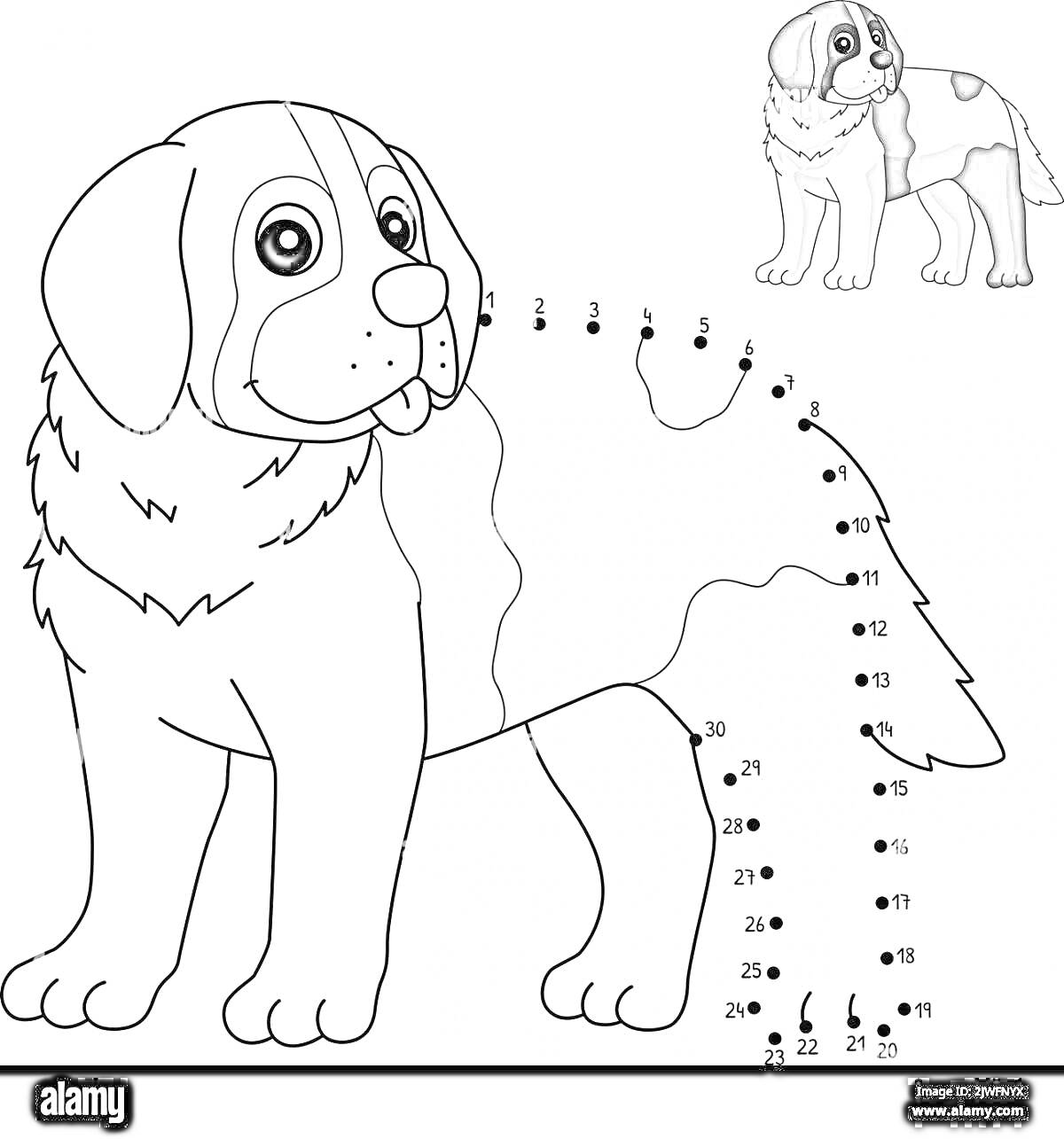 На раскраске изображено: Сенбернар, Соединить точки, Собака