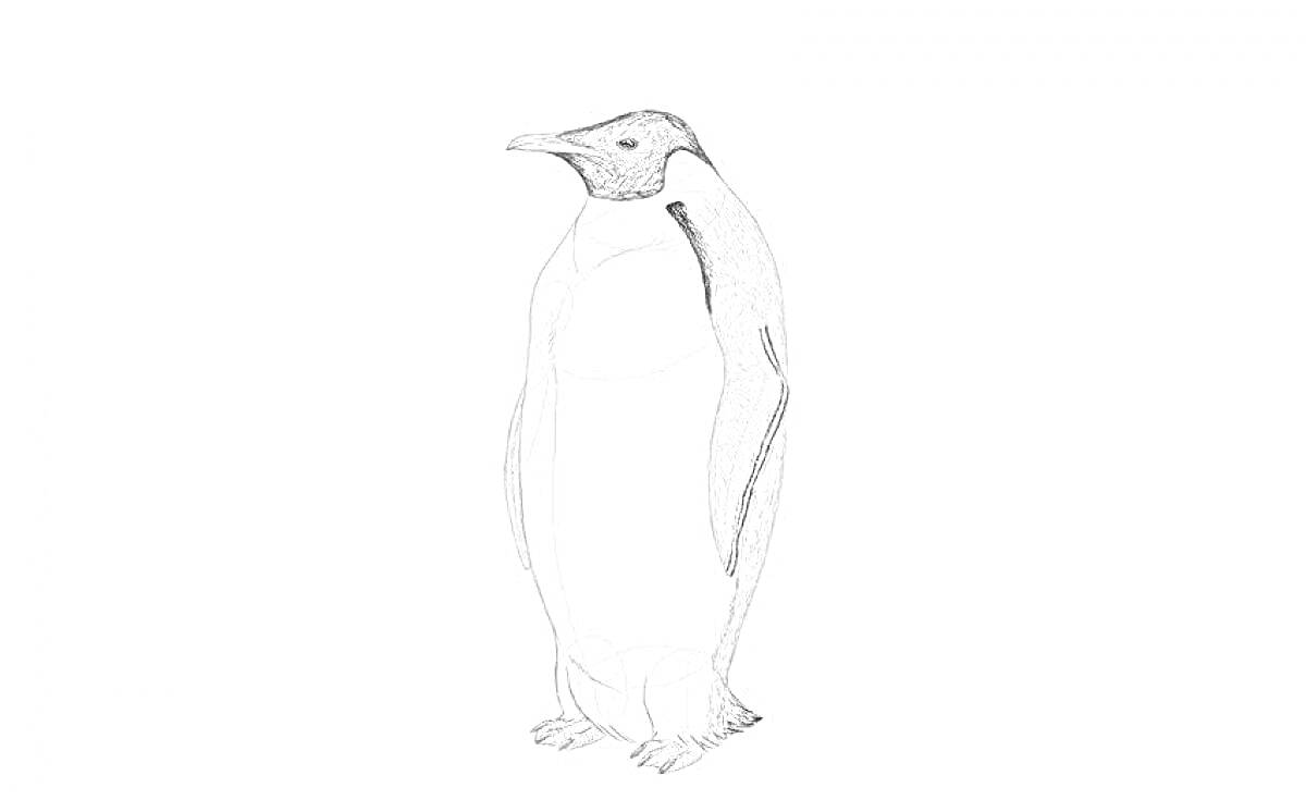 На раскраске изображено: Императорский пингвин, Птица, Зима, Антарктида, Животные, Дикая природа, Стоящий пингвин