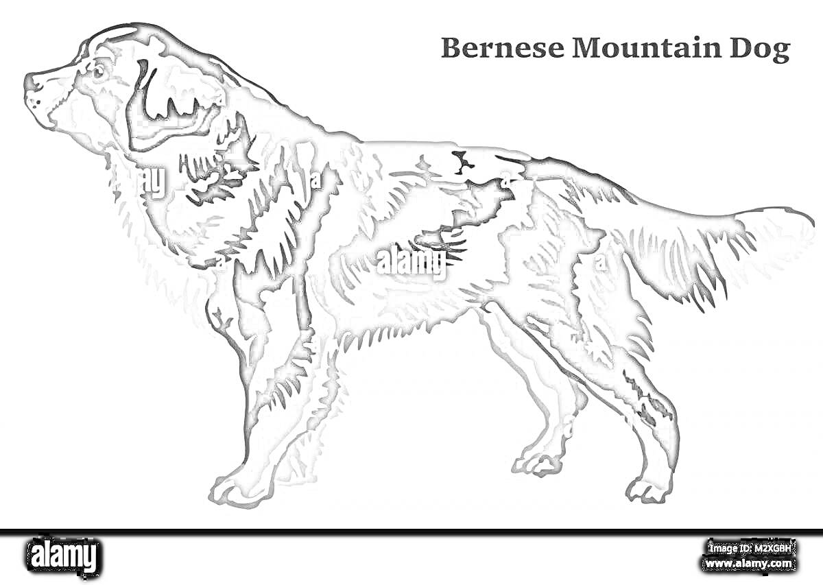 Раскраска Раскраска Бернский зенненхунд (собака, стоящая на белом фоне)