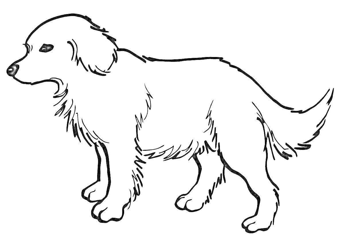Раскраска Реалистичная собака с длинной шерстью и пушистым хвостом