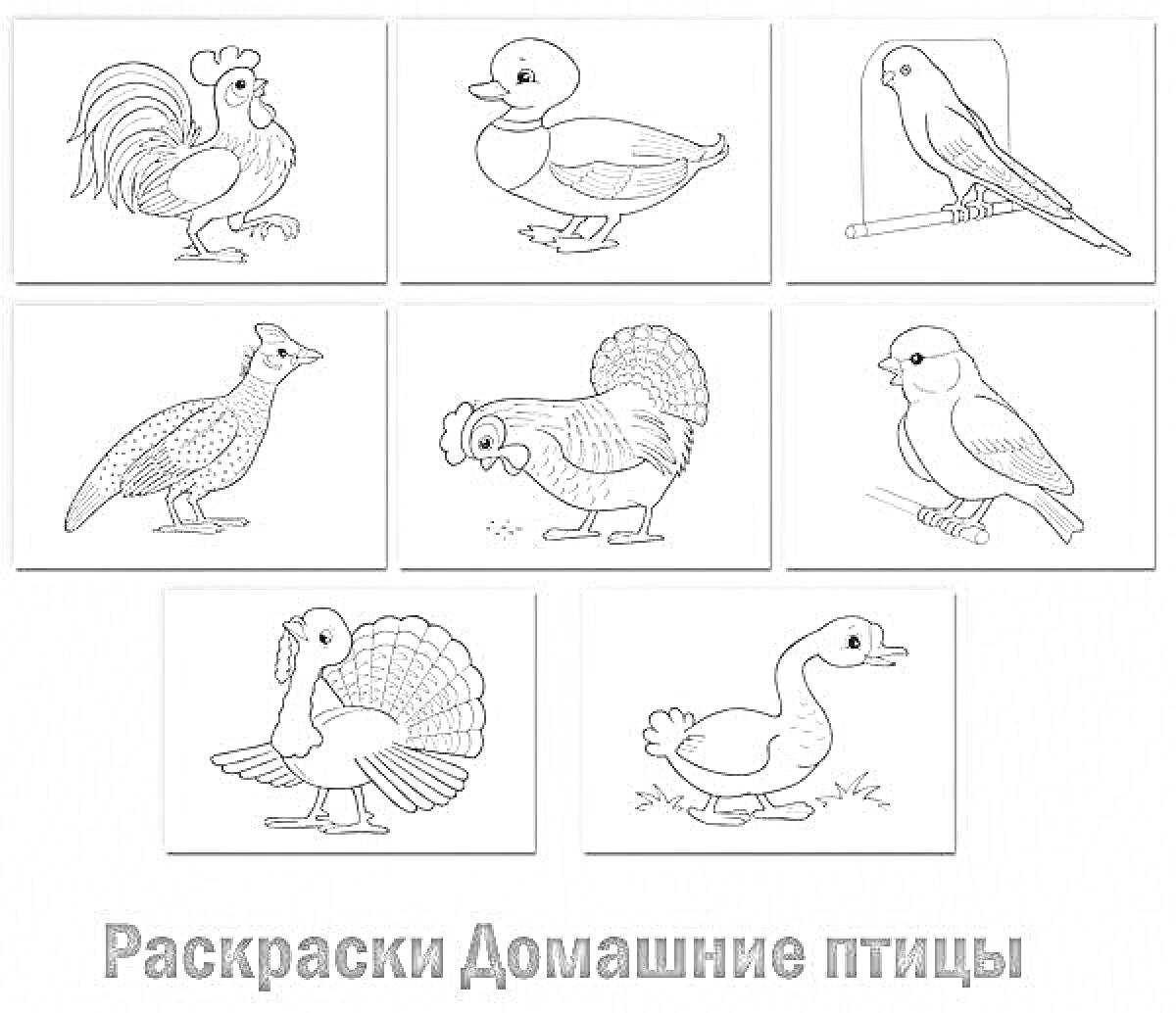 Раскраска Сельскохозяйственные домашние птицы: петух, утка, канарейка, павлин, курица, голубь, индюк, гусь