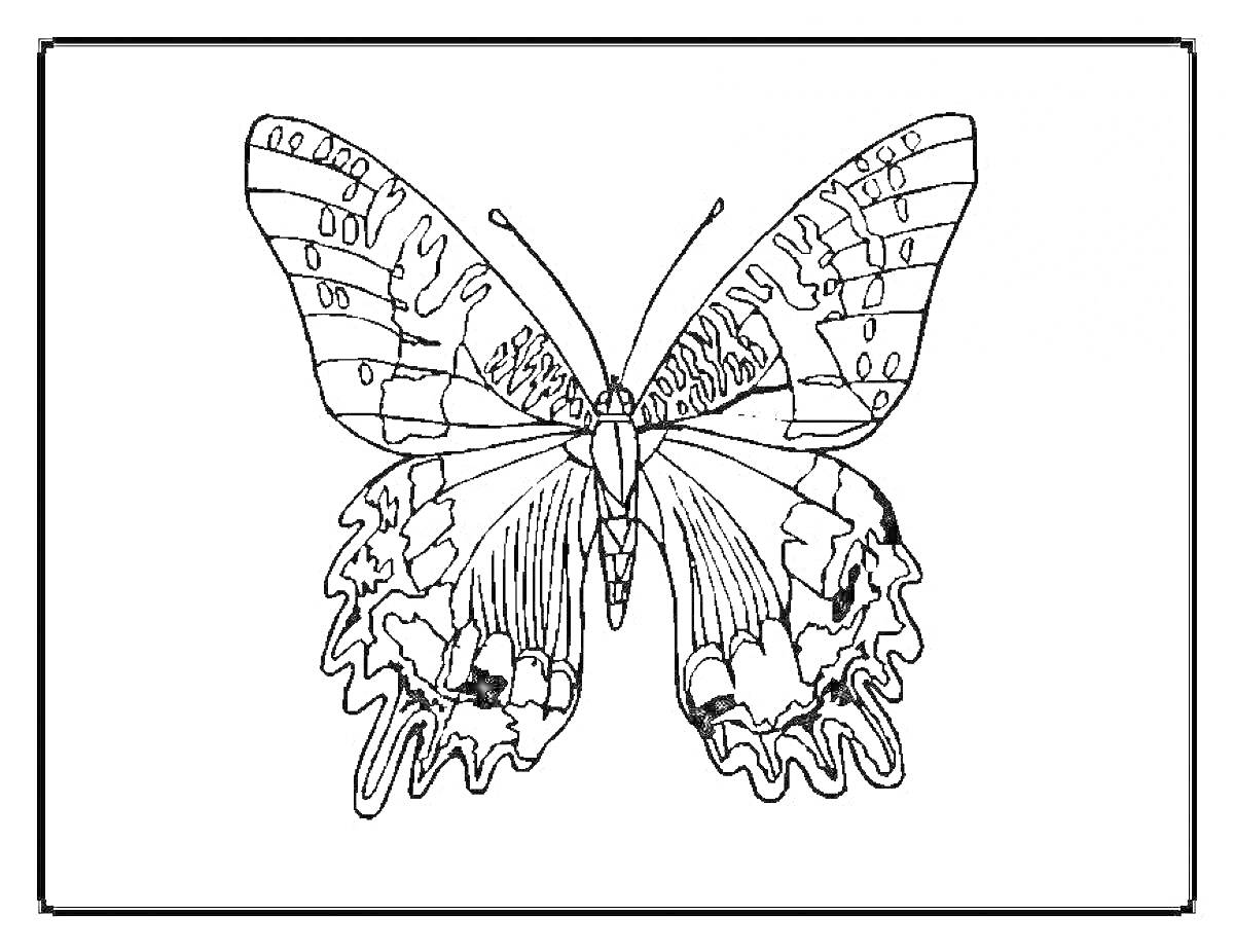 На раскраске изображено: Бабочка, Крылья, Насекомое, Природа, Контурные рисунки, Узоры