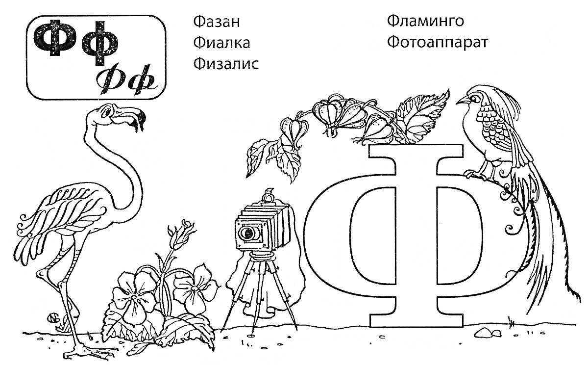 Буква Ф с изображением фламинго, физалиса, фотокамеры, фазанa и фиалки