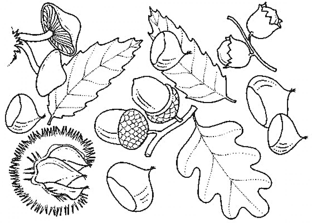 Раскраска Лесные орехи и листья: каштан, желуди и фундук