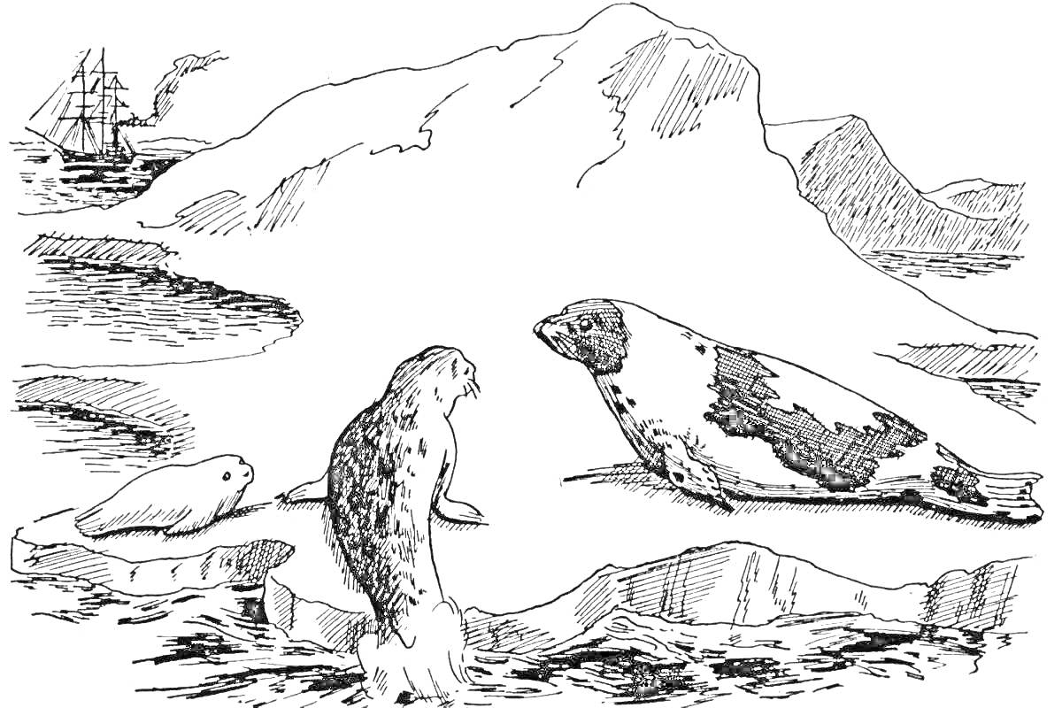 Раскраска Тюлени и айсберг. Один большой и один маленький тюлень находятся на льдине, чуть дальше один тюлень в воде. На заднем плане - айсберг и корабль.