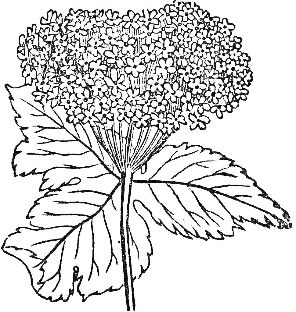 Раскраска Борщевик с соцветием и листьями